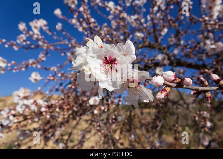 White Almond Blossom, Prunus dulcis, Almanzora Valley, Almeria Province, Andalusien, Spanien Stockfoto