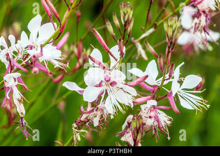 Lindheimers Bienenblume Weiße Gaura lindheimeri Blumen Bienenfreundliche Blumen Oenothera lindheimeri Weiße Rosa Gaura Blume blühender Garten June Hardy Stockfoto