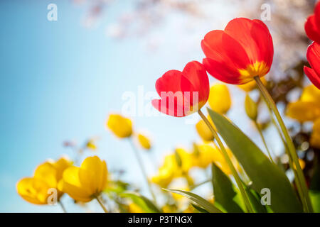 Frühling Tulpe Blumen und Kirschblüte vor blauem Himmel in der Sonne Stockfoto