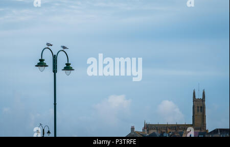 Möwen auf eine Straßenlaterne mit St Marys Kirche im Hintergrund, Penzance, Cornwall, England, Großbritannien Stockfoto