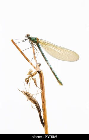 Damselfly UK Stockfoto