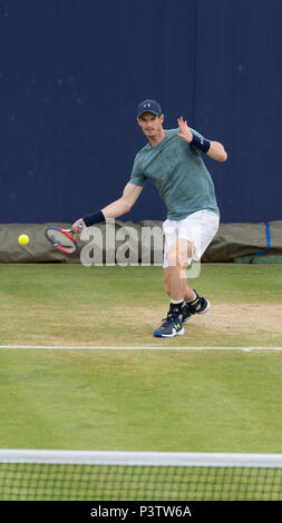 Die Queen's Club, London, Großbritannien. 19 Juni, 2018. Andy Murray (GBR) in einer morgendlichen Training am Tag 2 Der grass Court Tennis Meisterschaften, ein Vorspiel zu Wimbledon. Credit: Malcolm Park/Alamy Leben Nachrichten. Stockfoto