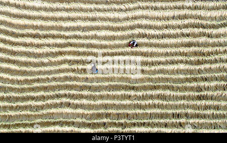 (180619) -- LAOTING, 19. Juni 2018 (Xinhua) - Luftaufnahme auf Juni 19., 2018 zeigt Personal Verwaltung Besen in der Sonne aalte auf einem Besen professionelle Kooperative in Maozhuang Stadt Laoting County, im Norden der chinesischen Provinz Hebei. Maozhuang Stadt hat eine lange Geschichte in der handgefertigte Besen. In den letzten Jahren hat die Stadt mehrere professionelle Genossenschaften auf Besen diese Spezialität der Industrie intensiv zu verwalten. Derzeit, Besen in der Stadt produziert haben viele ausländische Märkte wie Südkorea und Japan verkauft, mit jährlichen Exporteinnahmen von über 20 Millionen Yuan (3,09 Millionen US-Dol Stockfoto