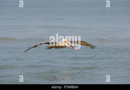 Ein Brauner Pelikan Vogel schweben über dem Meer bei Tagesanbruch, Celestun, Golf von Mexiko Stockfoto