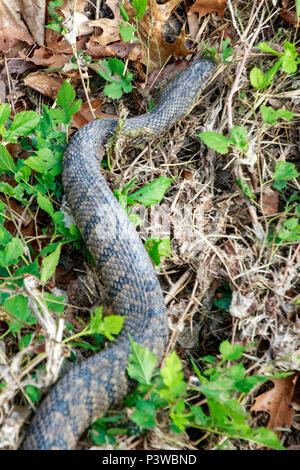 Diamondback Watersnake, Duck Creek, Nerodia rhombifer, Reptilien, Richardson, TX, Texas, USA, aquatische, harmlose watersnake, schwere Körper, nonvenomous c Stockfoto