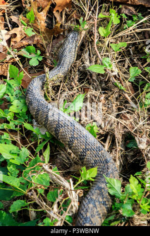 Diamondback Watersnake, Duck Creek, Nerodia rhombifer, Reptilien, Richardson, TX, Texas, USA, aquatische, harmlose watersnake, schwere Körper, nonvenomous c Stockfoto