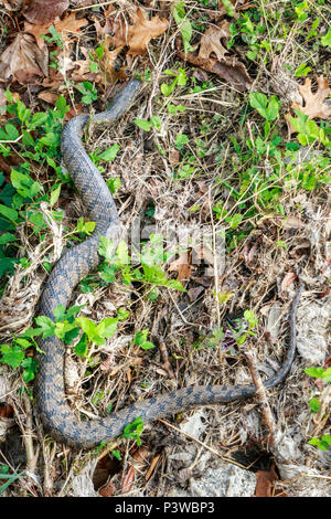 Diamondback Watersnake, Duck Creek, Nerodia rhombifer, Reptilien, Richardson, TX, Texas, USA, aquatische, harmlose watersnake, schwere Körper, nonvenomous c Stockfoto