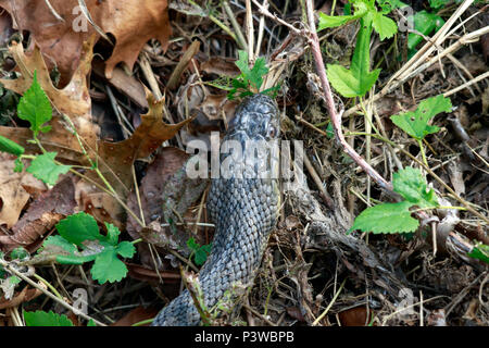 Diamondback Watersnake, Duck Creek, Nerodia rhombifer, Reptilien, Richardson, TX, Texas, USA, aquatische, harmlose watersnake, schwere Körper, nonvenomous c Stockfoto