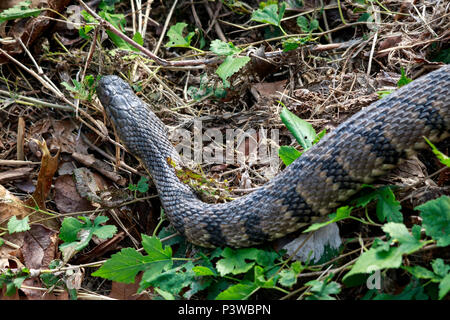 Diamondback Watersnake, Duck Creek, Nerodia rhombifer, Reptilien, Richardson, TX, Texas, USA, aquatische, harmlose watersnake, schwere Körper, nonvenomous c Stockfoto