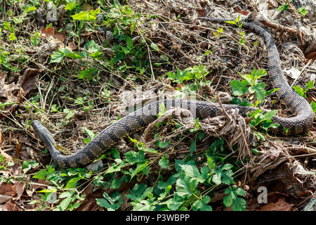 Diamondback Watersnake, Duck Creek, Nerodia rhombifer, Reptilien, Richardson, TX, Texas, USA, aquatische, harmlose watersnake, schwere Körper, nonvenomous c Stockfoto