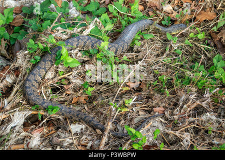 Diamondback Watersnake, Duck Creek, Nerodia rhombifer, Reptilien, Richardson, TX, Texas, USA, aquatische, harmlose watersnake, schwere Körper, nonvenomous c Stockfoto