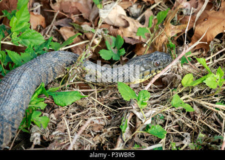 Diamondback Watersnake, Duck Creek, Nerodia rhombifer, Reptilien, Richardson, TX, Texas, USA, aquatische, harmlose watersnake, schwere Körper, nonvenomous c Stockfoto