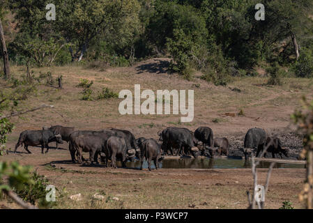 Herde Büffel trinken aus einem kleinen Damm im Kruger Park Stockfoto