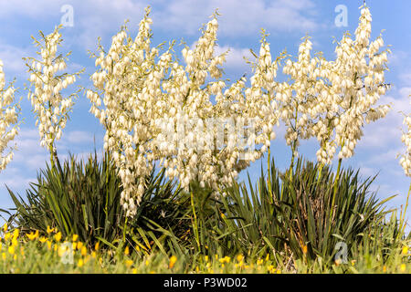 Blütenstände, Yucca gloriosa spanischer Dolch Gartenpflanze Weiße Blumen winterharte, mehrjährige Blüten Stockfoto