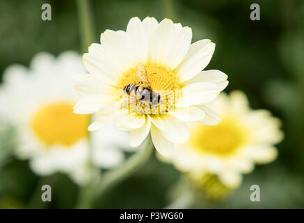 Ein Garten Detail als RHS Chelsea Flower Sieger Chris Beardshaw stellt seine neue Kunst und Handwerk Garten am Mount Grace Priory Haus und Gärten in North Yorkshire. Stockfoto