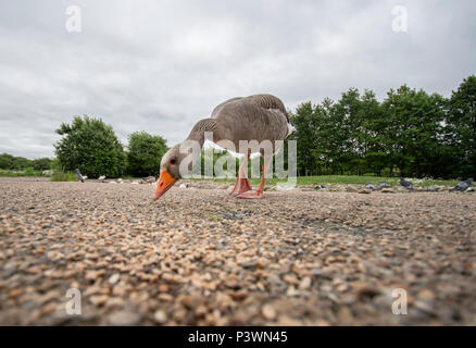 Low Angle View von Grey Goose fressen in der Feuchtgebiete slimbridge Centre Stockfoto