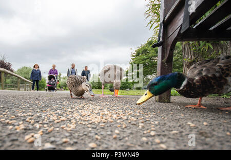 Enten füttern Foto von unten unter Sitzbank genommen Stockfoto