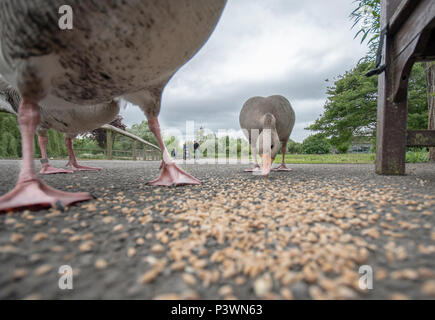 Low Angle View von Grey Goose fressen in der Feuchtgebiete slimbridge Centre Stockfoto