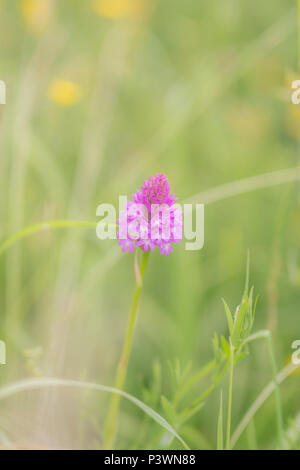 Anacamptis pyramidalis, Pyramid Orchid wild in der Wiese in Gloucestershire wachsende Stockfoto