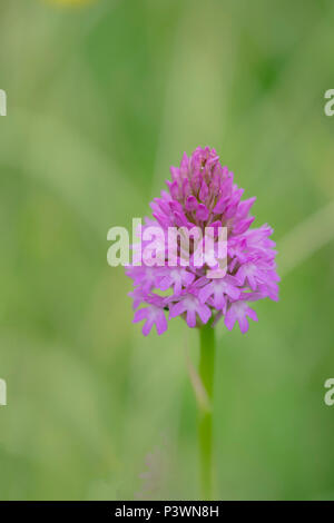 Anacamptis pyramidalis, Pyramid Orchid wild in der Wiese in Gloucestershire wachsende Stockfoto