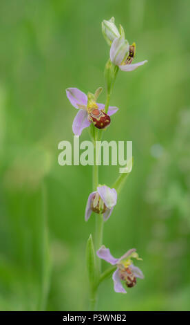 Eine wild wachsende Bienen-ragwurz in Unter dem Gras in Gloucester Stockfoto