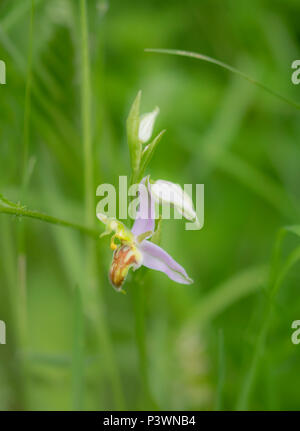 Eine seltene Wasp orrchid in Gloucestershire, einer der wenigen Landkreise in gefunden werden kann. Stockfoto