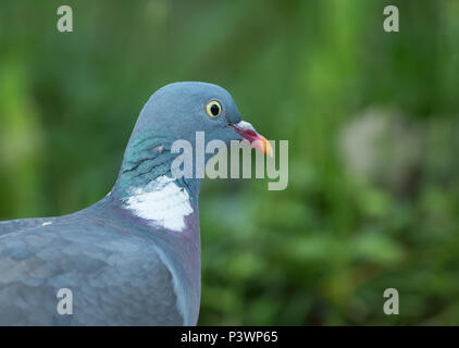 Portrait von Ringeltaube (Columba palumbus). Ansicht Schließen der Ringeltaube, sonnigen Morgen im Juni Stockfoto