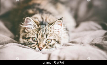 Lustiges Gesicht einer jungen flauschige Sibirische Katze. Katze an Kamera suchen Stockfoto