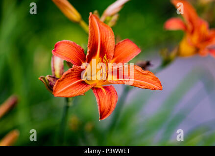 Detail der orange Tag Lily (Hemerocallis fulva) Stockfoto