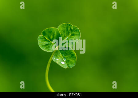 Klee Blatt mit Wassertropfen Stockfoto