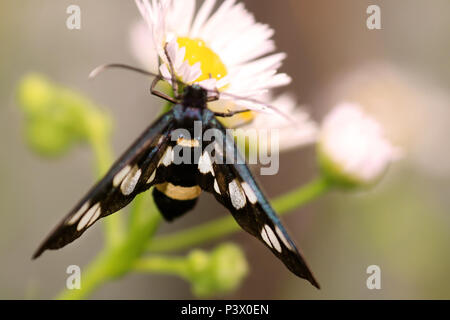 Neun - gefleckte Motten oder gelben Gürtel Burnett, Amata phegea Syntomis phegea, früher auf Kamille Blüte. Selektiver Fokus Stockfoto