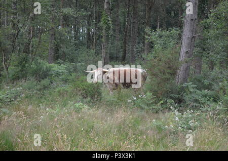 Ein auerochse in einem englischen Wald. Stockfoto