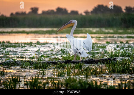 Pelikan bei Sonnenaufgang im Donaudelta, Rumänien Stockfoto