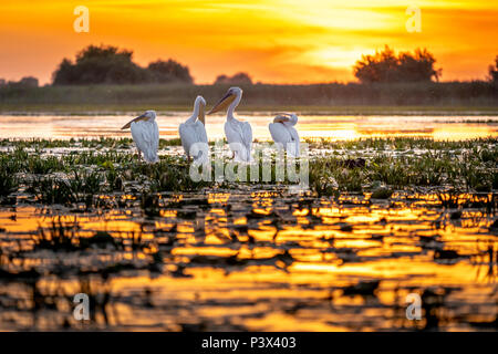 Donaudelta, Rumänien. Pelikane bei Sonnenaufgang Stockfoto