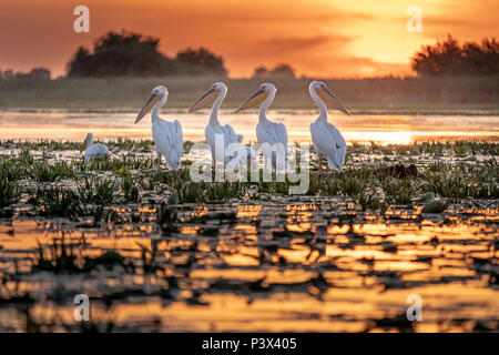 Donau Delta Rumänien Pelikane bei Sonnenuntergang auf See Fortuna Stockfoto