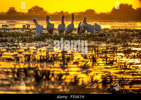 Sonnenuntergang im Donaudelta mit Pelikanen Vorbereitung zu schlafen Stockfoto