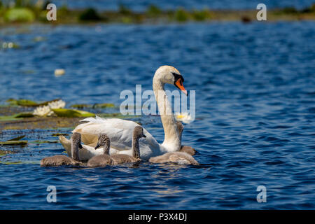 Schwan und Cygnets im Donaudelta Stockfoto