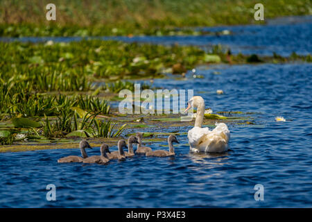 Schwan und Cygnets im Donaudelta Stockfoto