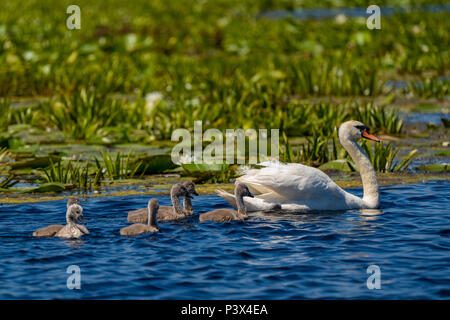 Schwan und Cygnets im Donaudelta Stockfoto