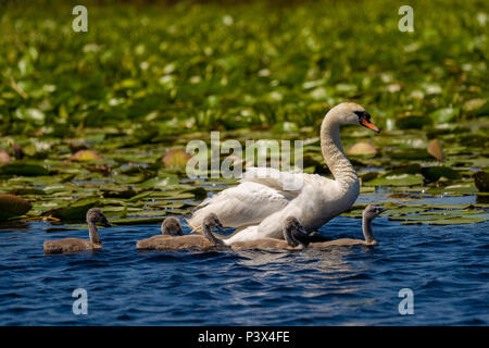 Schwan und Cygnets im Donaudelta Stockfoto