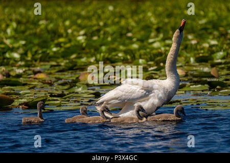 Schwan und Cygnets im Donaudelta Stockfoto