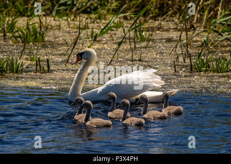 Schwan und Cygnets im Donaudelta Stockfoto