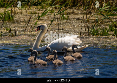 Schwan und Cygnets im Donaudelta Stockfoto