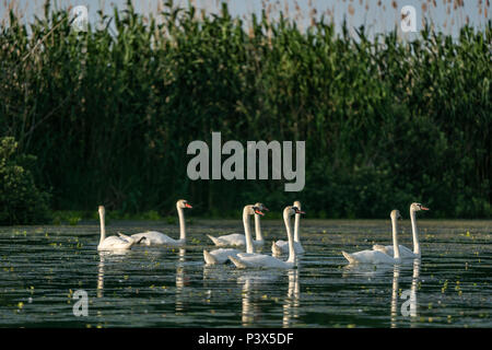 Swan Kolonie im Donaudelta, Rumänien Stockfoto