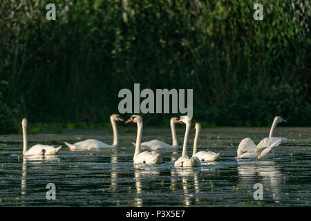 Swan Kolonie im Donaudelta, Rumänien Stockfoto