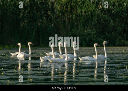 Swan Kolonie im Donaudelta, Rumänien Stockfoto