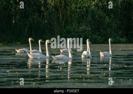 Swan Kolonie im Donaudelta, Rumänien Stockfoto