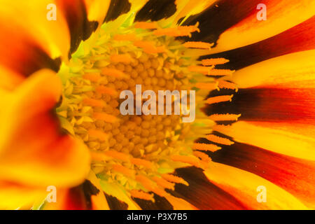 Beeindruckende Blüte Detail, gazania Blume, Makro Fotografie, Helle gelb-rot-orange Farben, Stockfoto