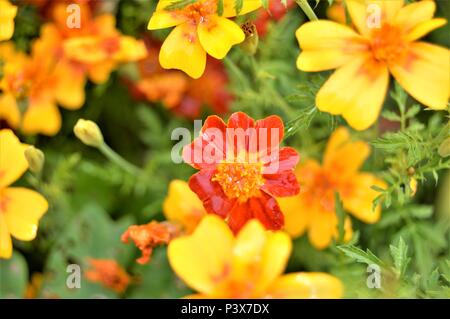 Tagetes im Garten, North Wales Stockfoto