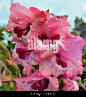 Großer blühender Gladiolus in Blüte in einem britischen Garten Stockfoto